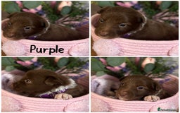 Border Collie dogs for sale: KC Reg Red + White Border Collie Puppies - Image 2