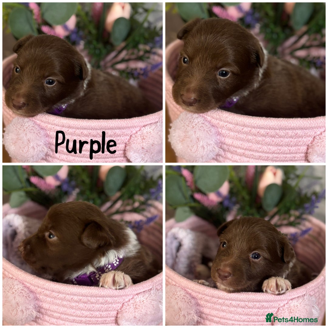 Border Collie dogs for sale: KC Reg Red + White Border Collie Puppies - Image 2