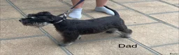 Miniature Schnauzer dogs for sale: Stunning miniature schnauzer puppies  - Advert 10