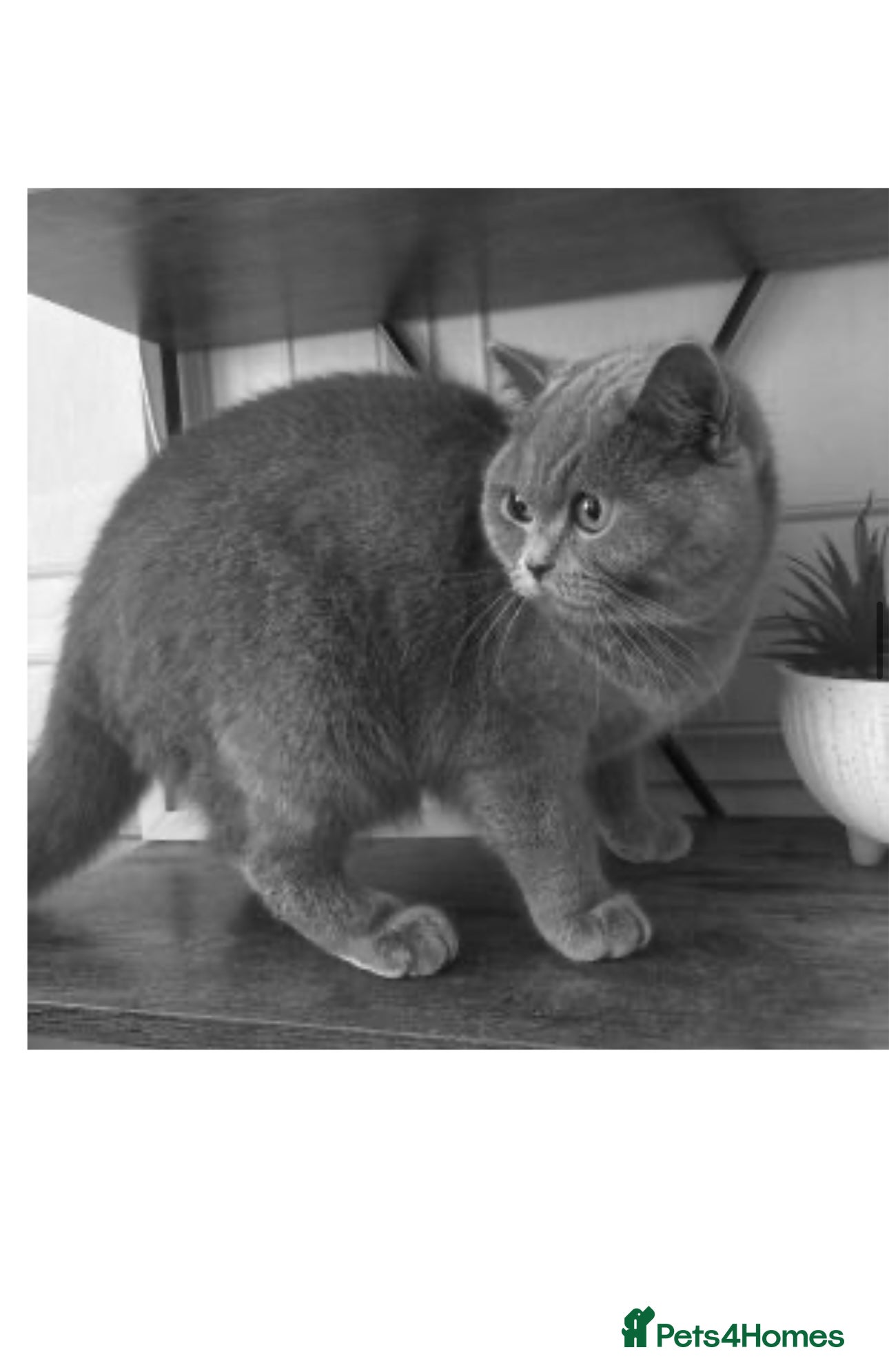 British Shorthair cats British shorthair kittens  - Advert 1