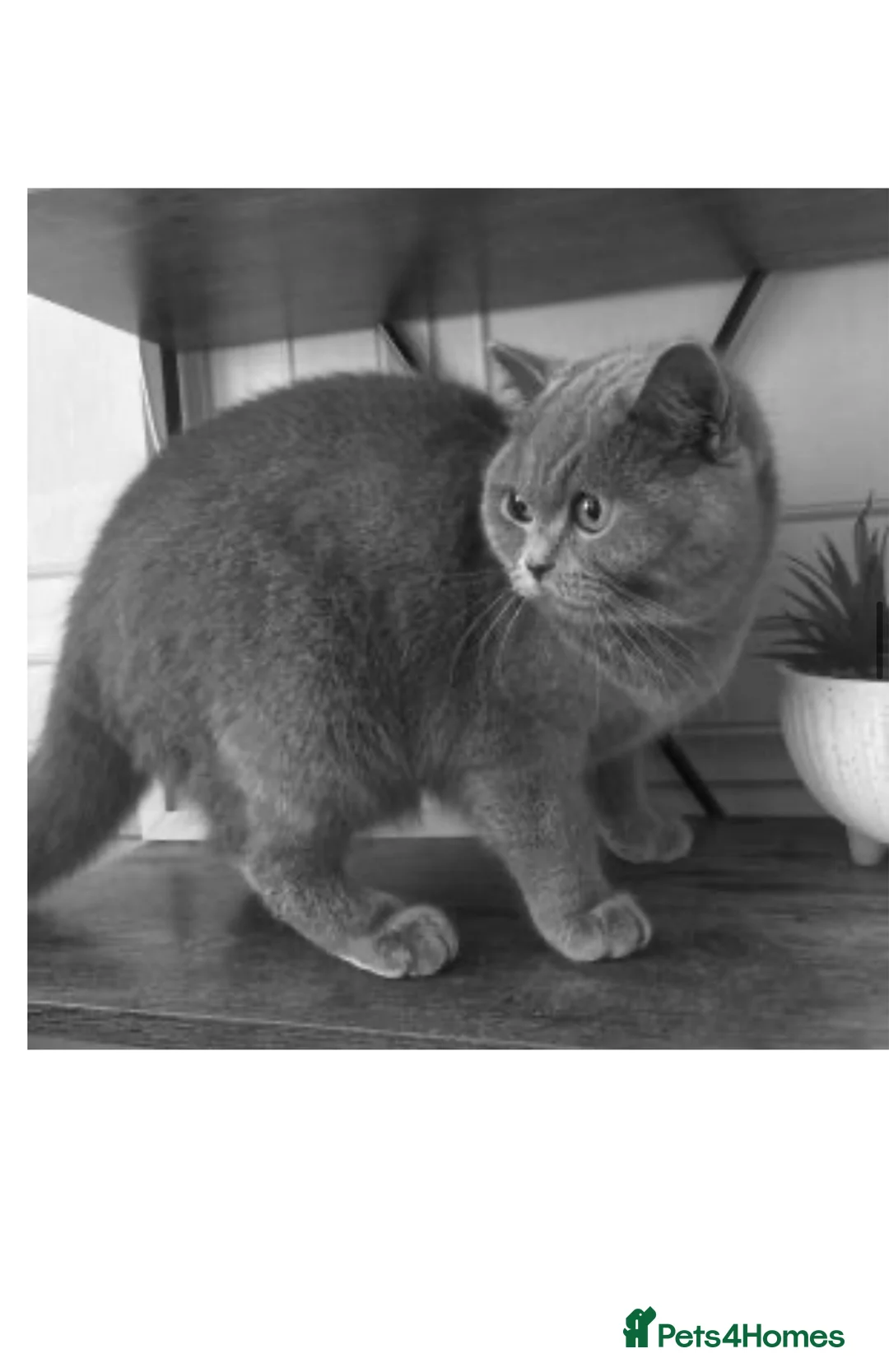 British Shorthair cats for sale: British shorthair kittens  in Pontypridd - Advert 1
