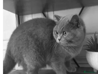 British Shorthair cats British shorthair kittens - Advert 1