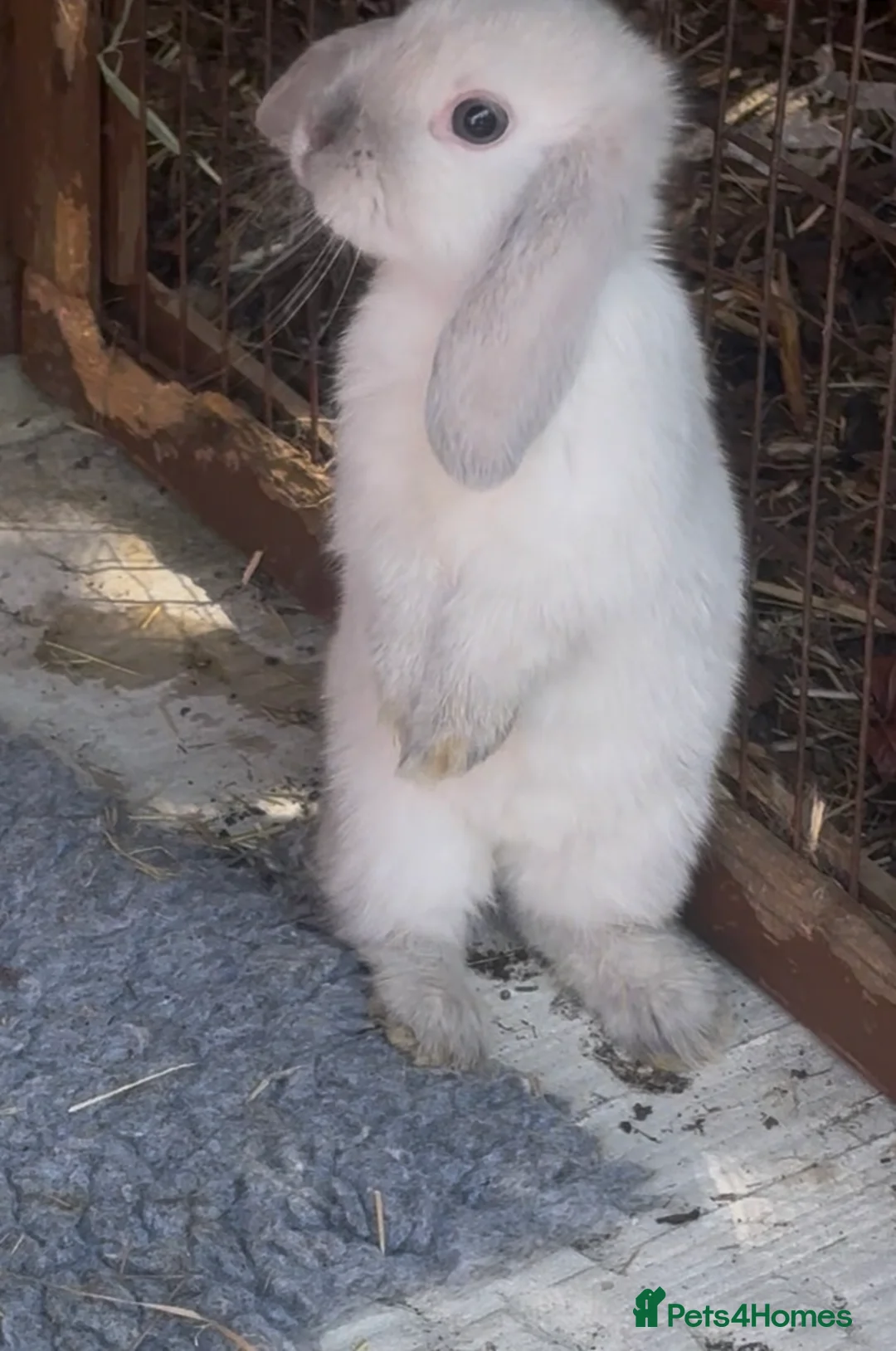 Mini Lop rabbits for sale: Mini lops ready now  - Advert 1