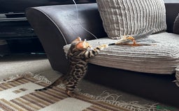 Bengal cats for sale: TICA Bengal kittens for sale . 🐱 - Image 29