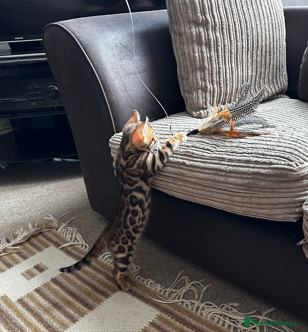 Bengal cats for sale: TICA Bengal kittens for sale . 🐱 - Image 29