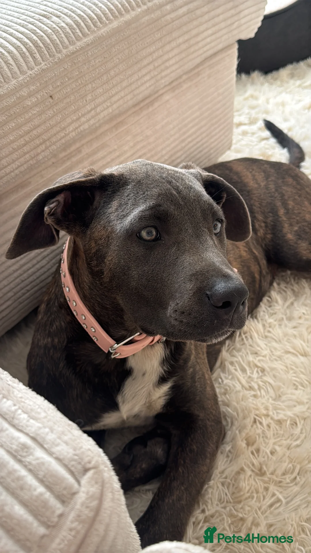 Mixed Breed dogs for sale: beautiful 3 month old cane corso for sale - Advert 5