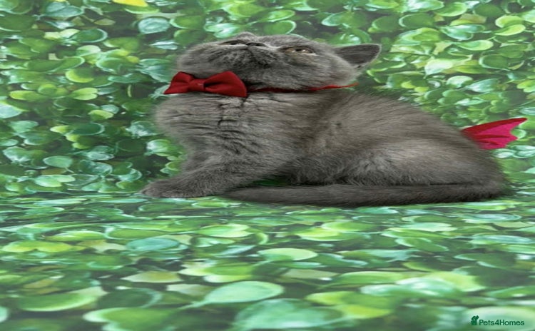 Exotic cats - Advert 10