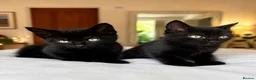 Mixed Breed cats for sale: Beautiful black kittens looking for a forever home in Haverhill - Advert 2