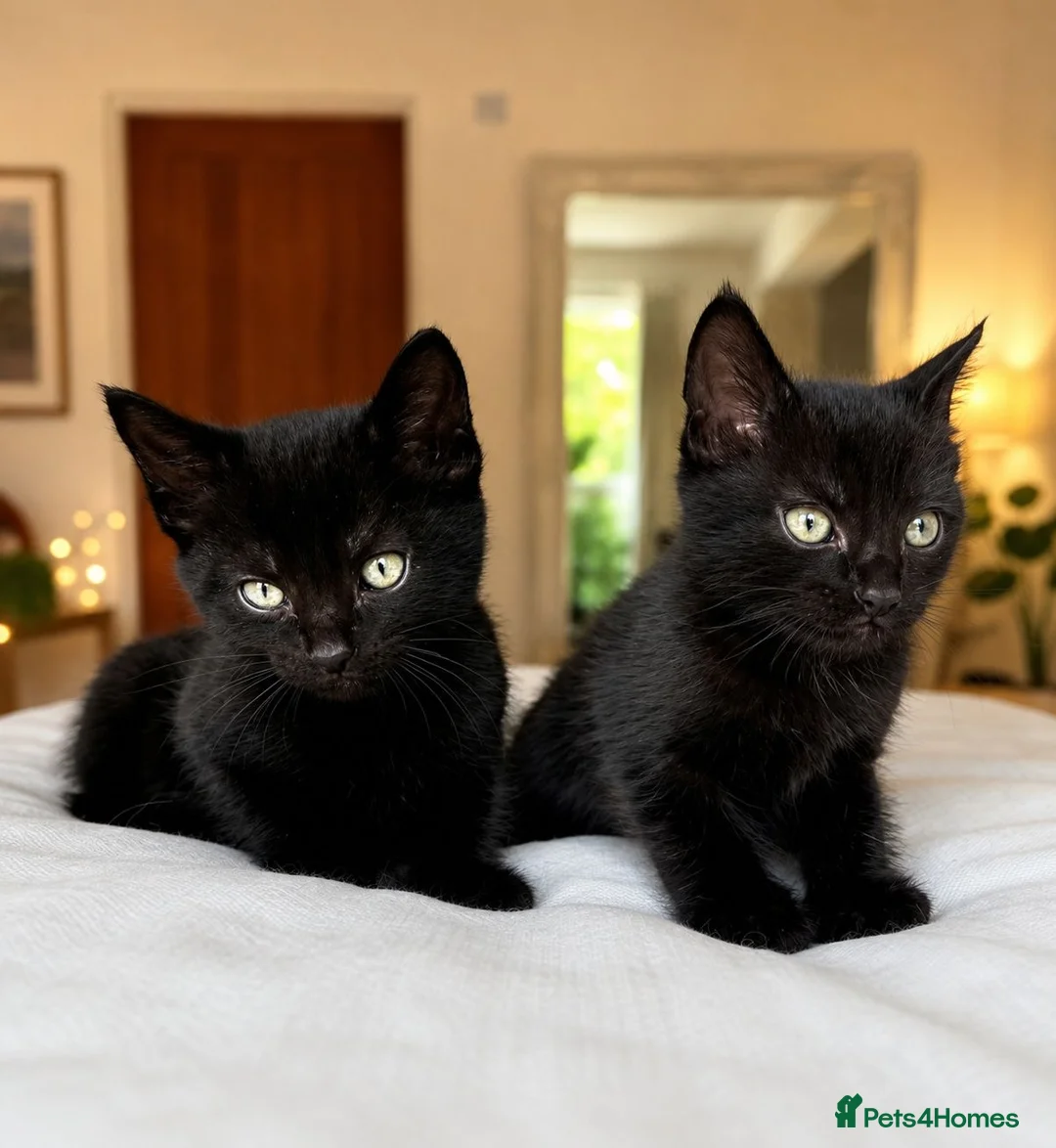 Mixed Breed cats for sale: Beautiful black kittens looking for a forever home in Haverhill - Advert 2