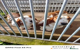 Basset Hound dogs for sale: 🐾 Two Beautiful Female Basset Hounds🐾 - Image 10