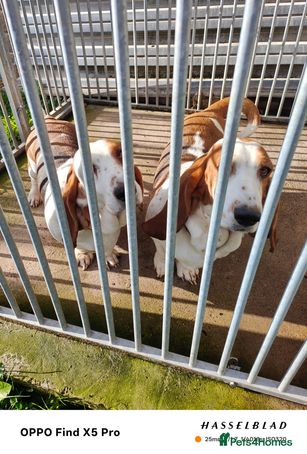 Basset Hound dogs for sale: 🐾 Two Beautiful Female Basset Hounds🐾 - Image 10