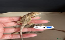 Bearded Dragon reptiles for sale: Baby bearded dragons  - Image 7