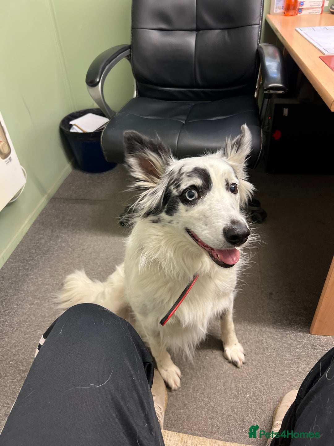 Border Collie dogs for sale: Patch - Image 3