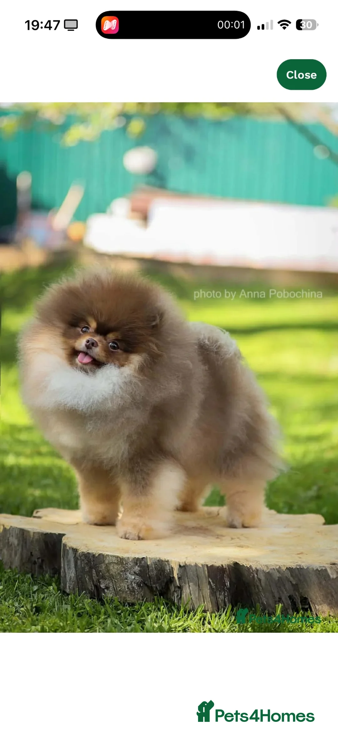 Pomeranian dogs for sale: 👑 Elite KC Teddy Bear Pomeranian Boys 👑 - Advert 2