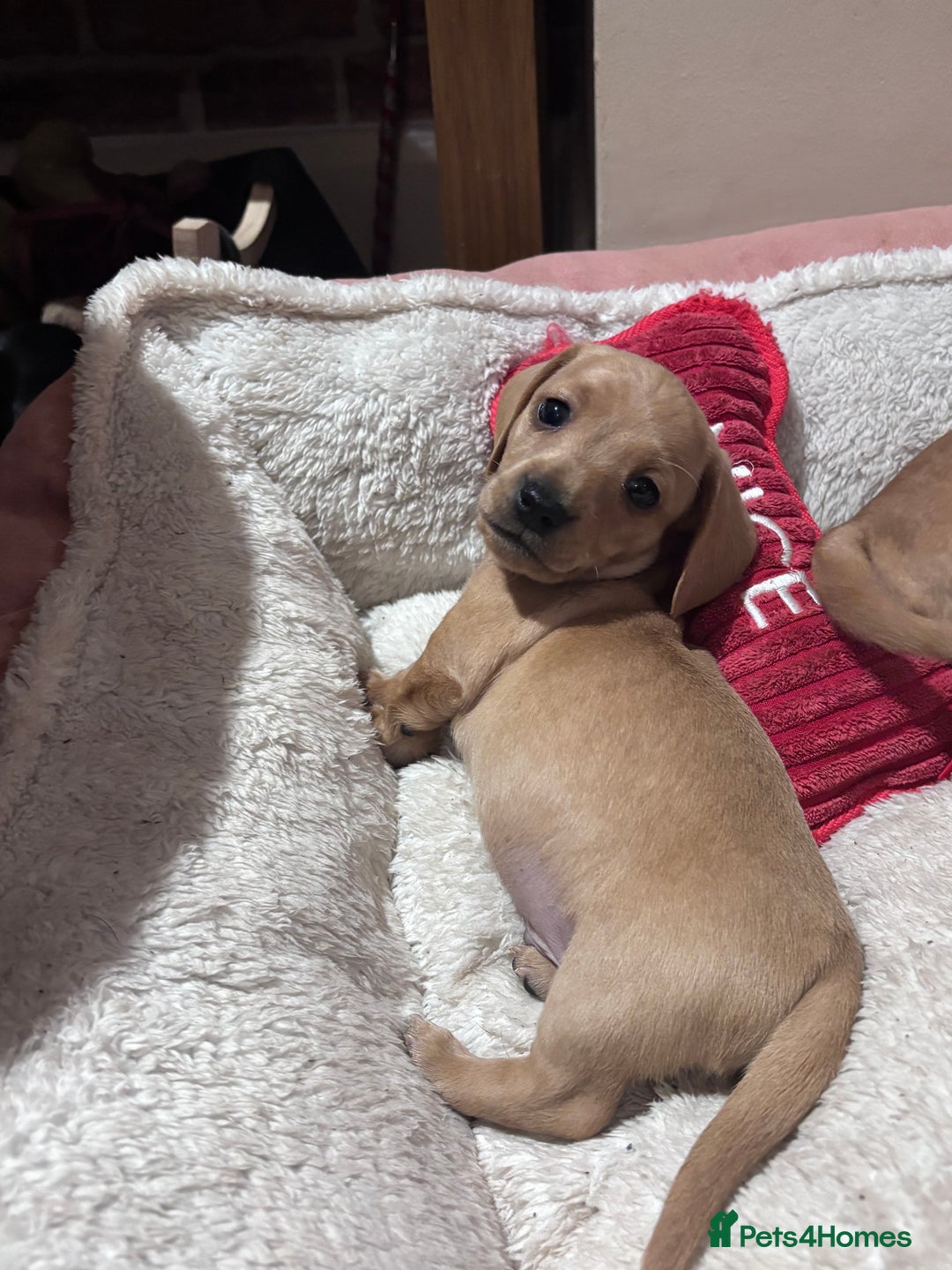 Miniature Dachshund dogs for sale: Miniature Dachshund puppies  - Advert 3