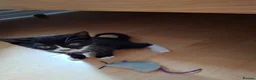 Mixed Breed cats for sale: Kittens for sale - Advert 12