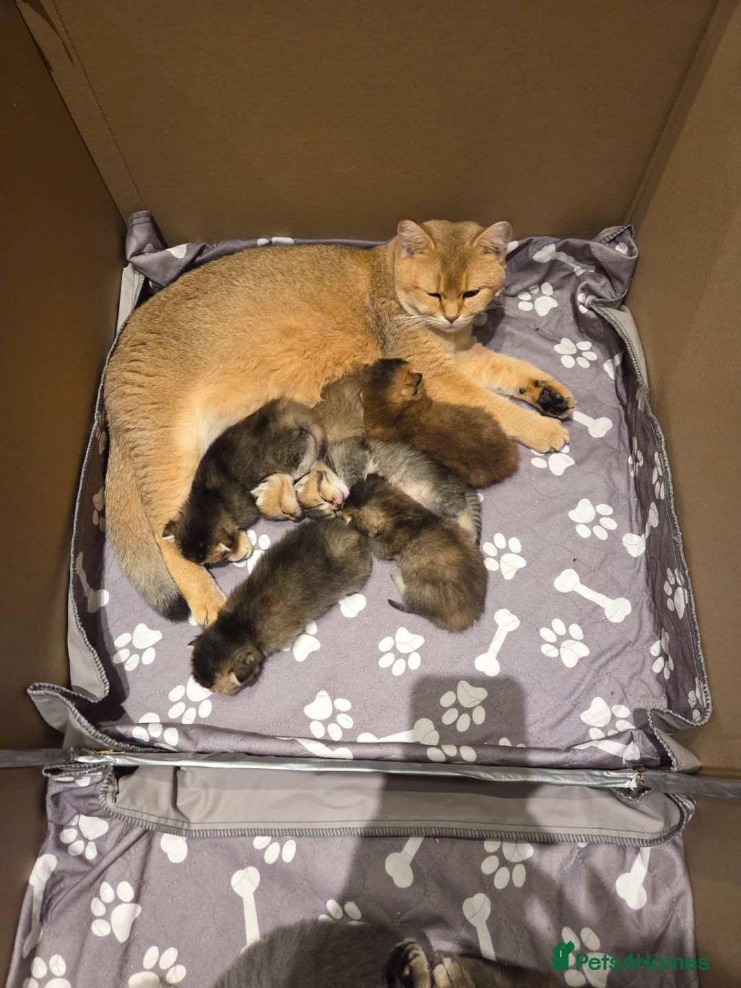 Scottish Fold cats for sale: Beautiful Straight Ear Girl - Advert 2