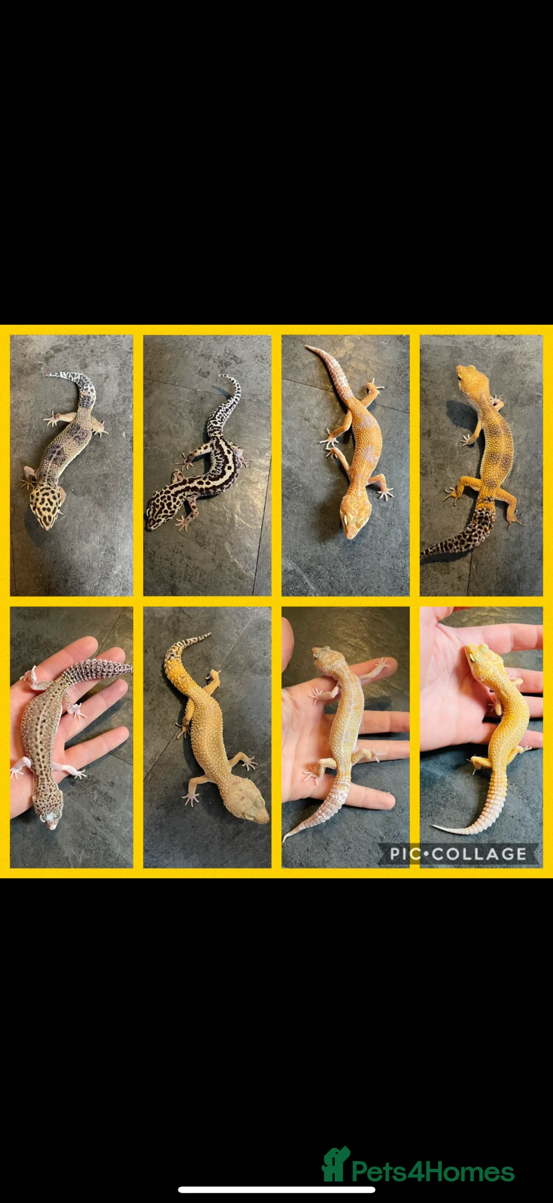Leopard Gecko reptiles for sale: STUNNING LEOPARD GECKOS WOW AMAZING - Advert 1