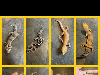 Leopard Gecko reptiles STUNNING LEOPARD GECKOS WOW AMAZING - Advert 2