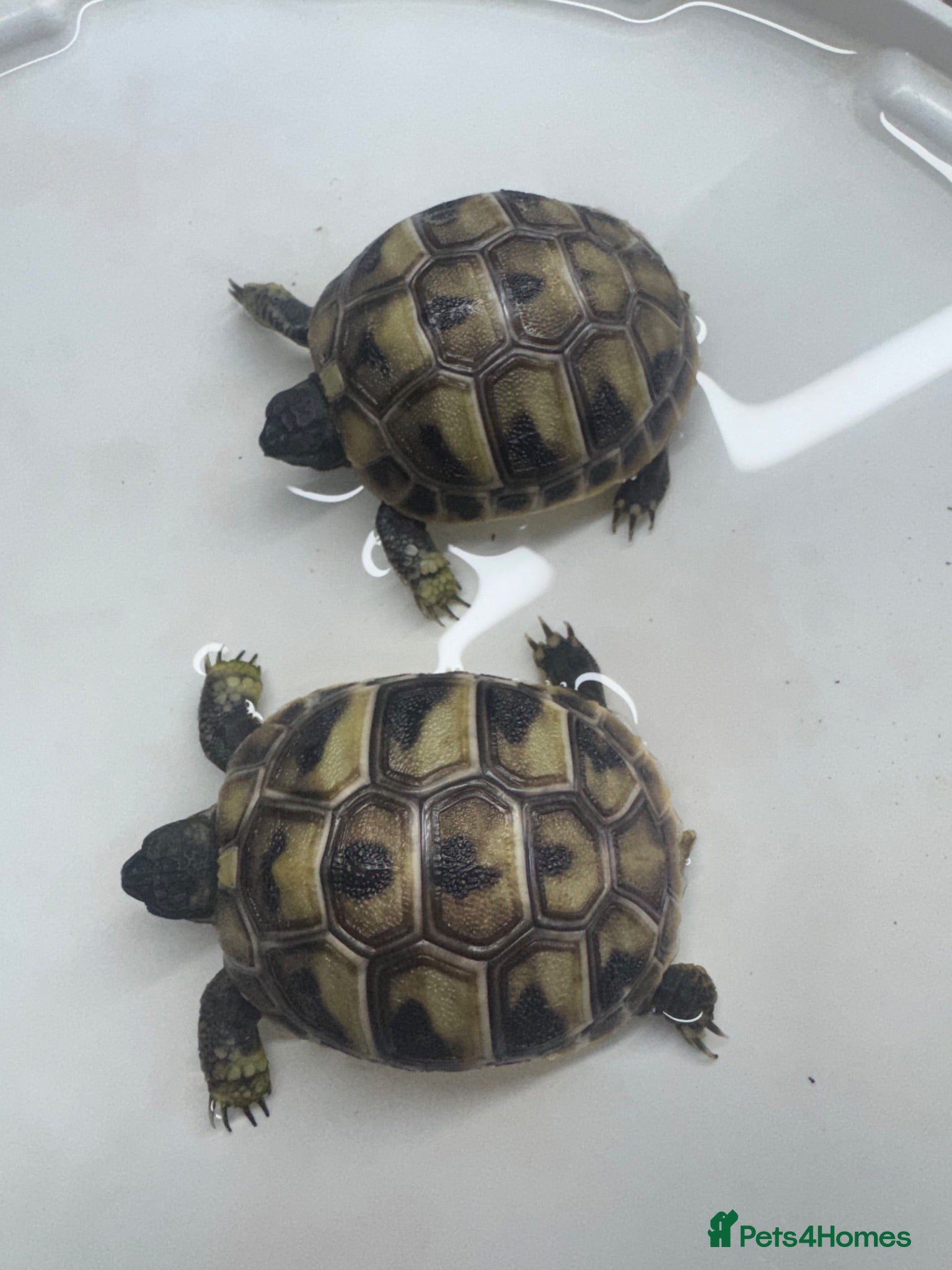 Hermann Tortoise reptiles Hermann tortoise - Advert 1