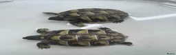 Hermann Tortoise reptiles for sale: Hermann tortoise - Advert 1