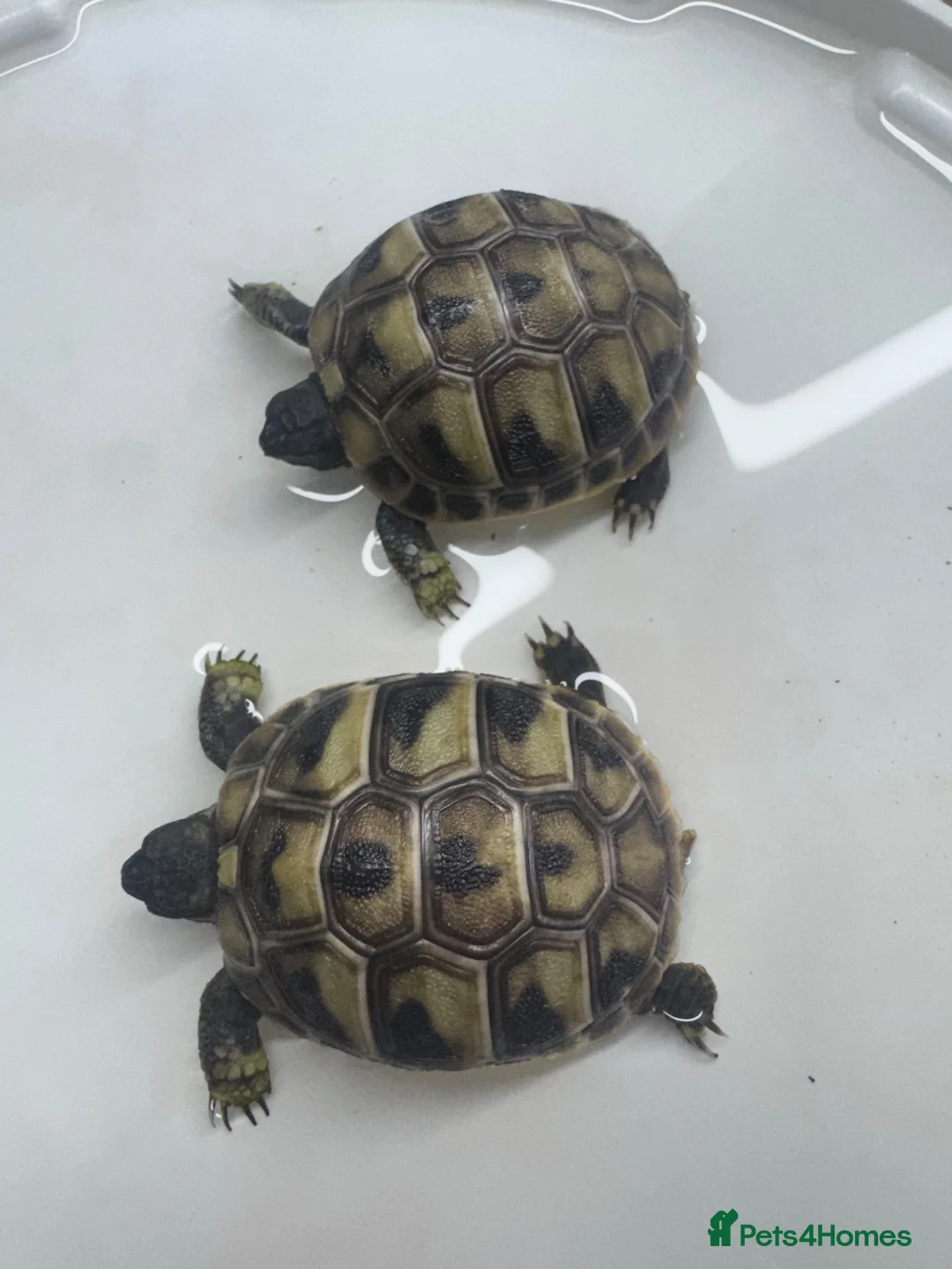 Hermann Tortoise reptiles for sale: Hermann tortoise - Advert 1