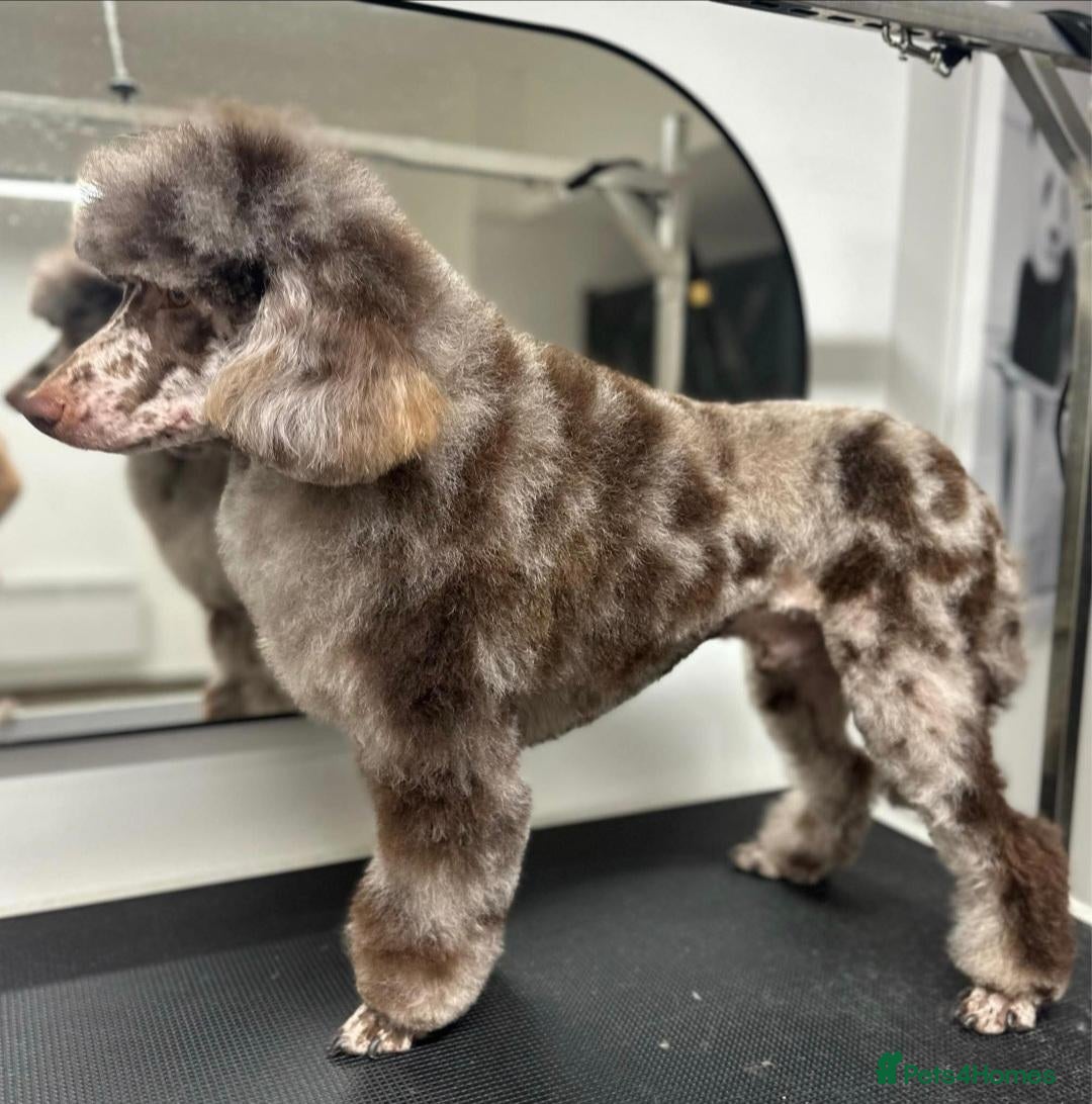 Miniature Poodle dogs Chocolate Merle Phantom  - Advert 1