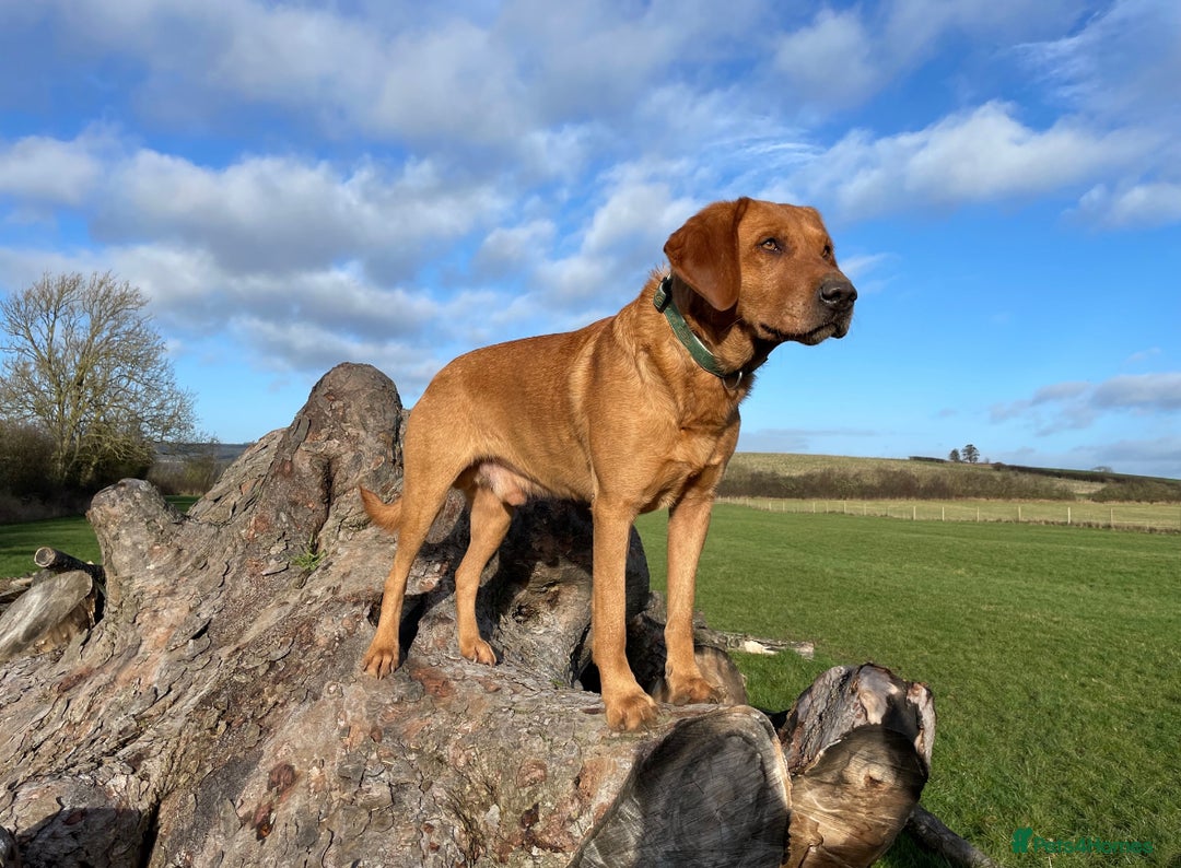 Labrador Retriever dogs for sale: Stunning KC Registered FoxRed/Black Labrador Pups  - Image 20