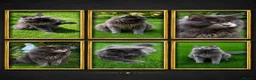 Maine Coon cats for stud: GCCF Maine coon for stud  in Ipswich - Advert 1