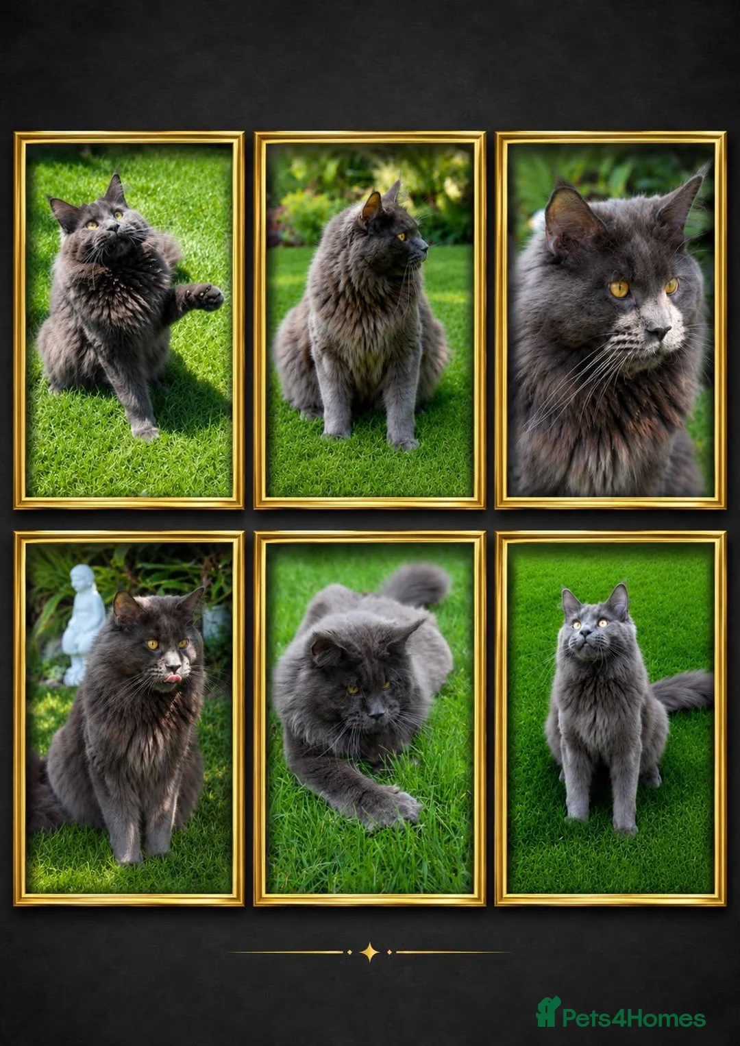 Maine Coon cats for stud: GCCF Maine coon for stud  in Ipswich - Advert 1