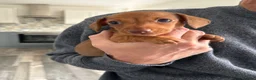 Miniature Dachshund dogs for sale: READY NOW mini Daxi  - Advert 3