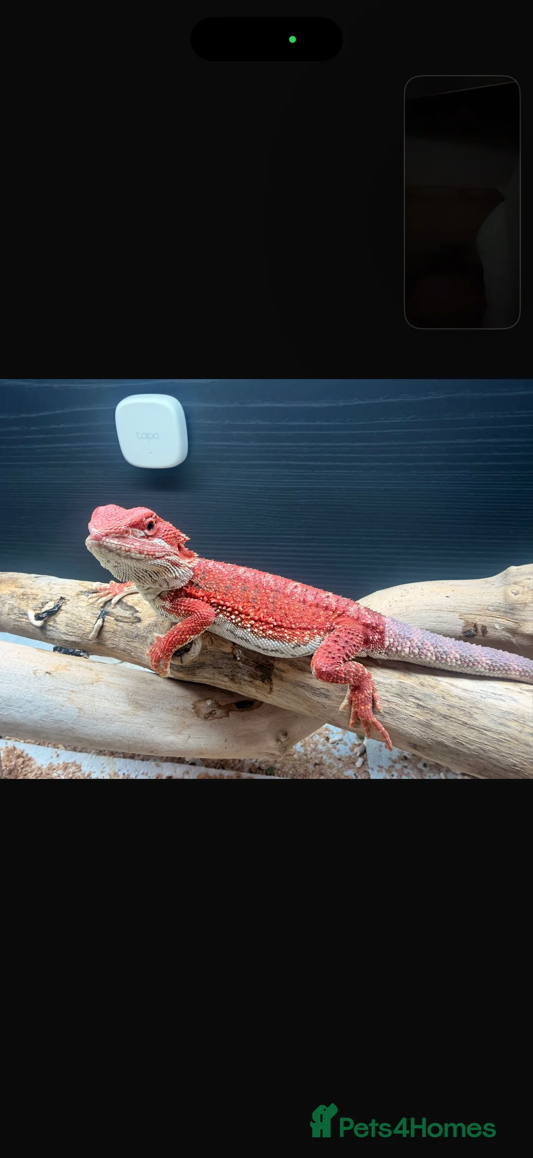 Bearded Dragon reptiles for sale: Red monster bearded dragon  - Advert 3