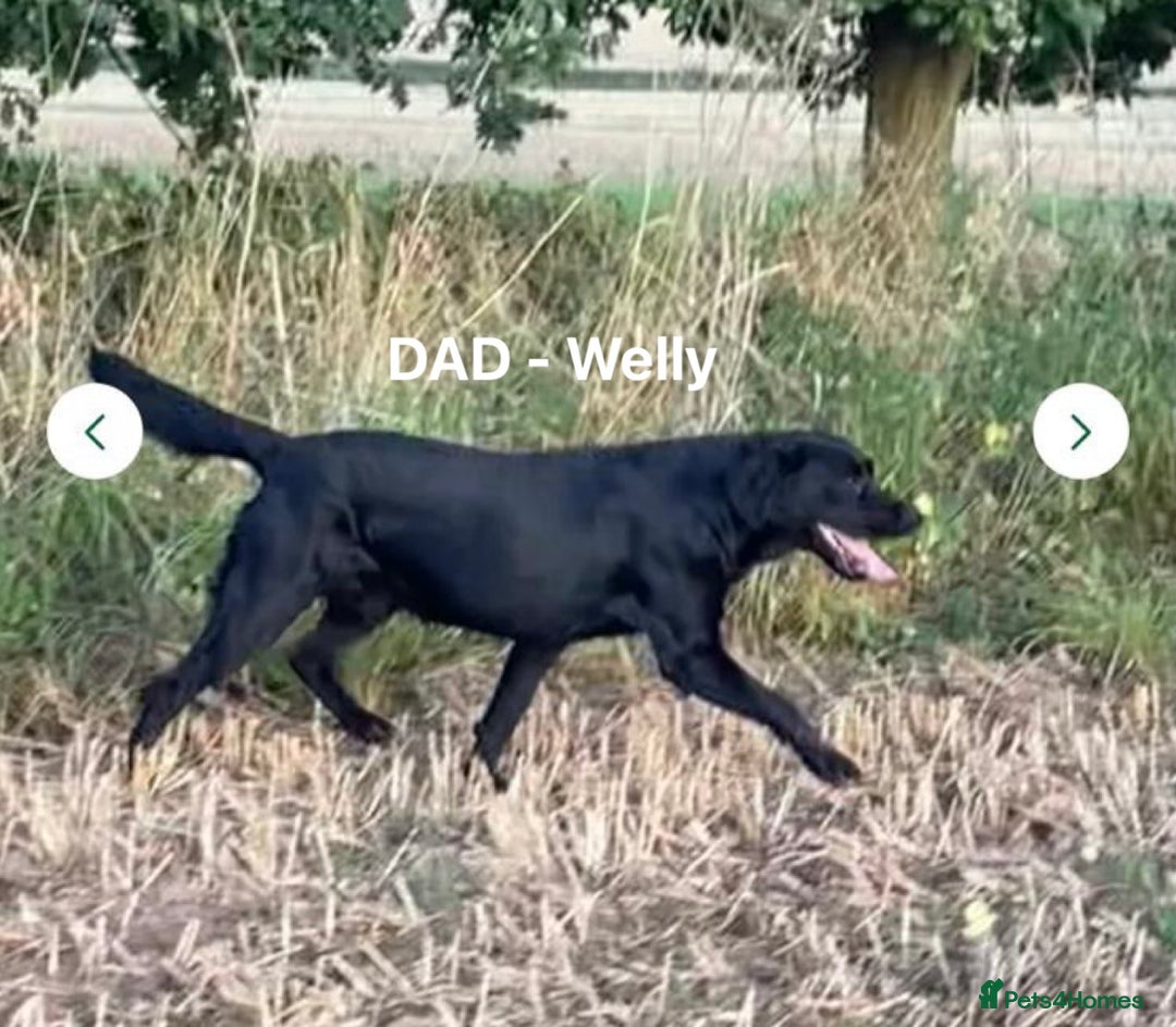 Labrador Retriever dogs for sale: Quality KC registered BLK Labrador Retriever Bitch - Image 17