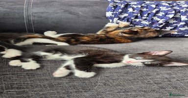 Mixed Breed cats - Advert 12