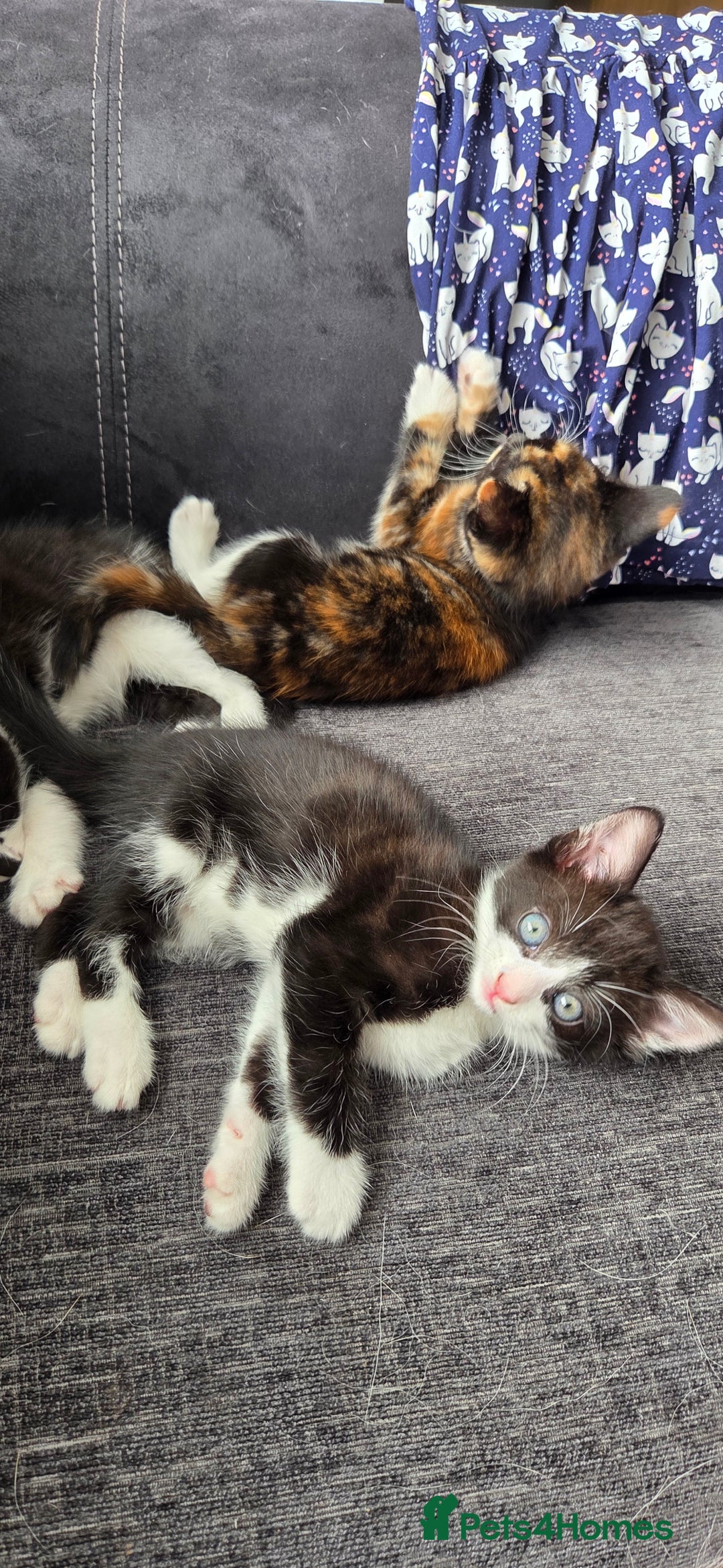 Mixed Breed cats for sale: Maine coon mix kittens for sale.  - Image 3
