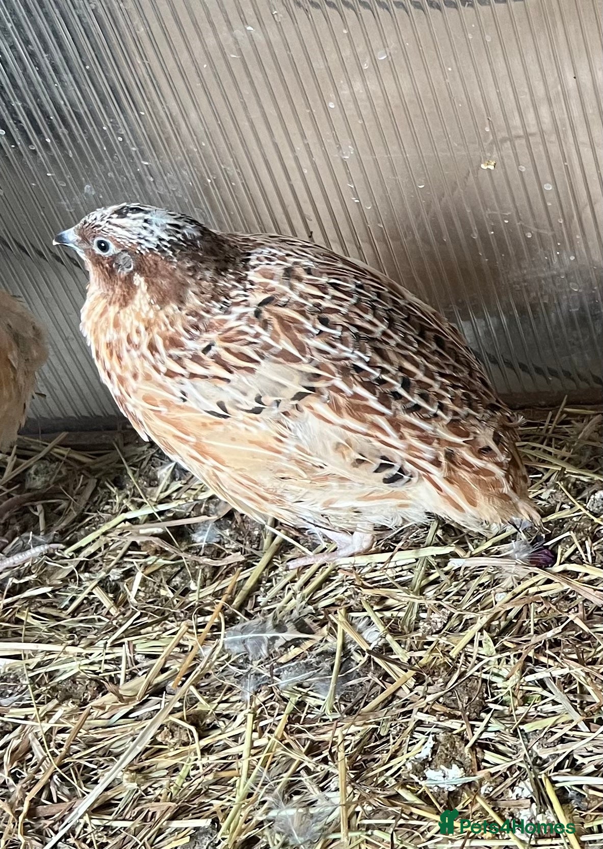 Mixed Breed birds Quails - Advert 1