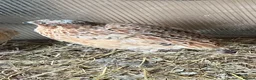 Mixed Breed birds for sale: Quails in Didcot - Advert 1