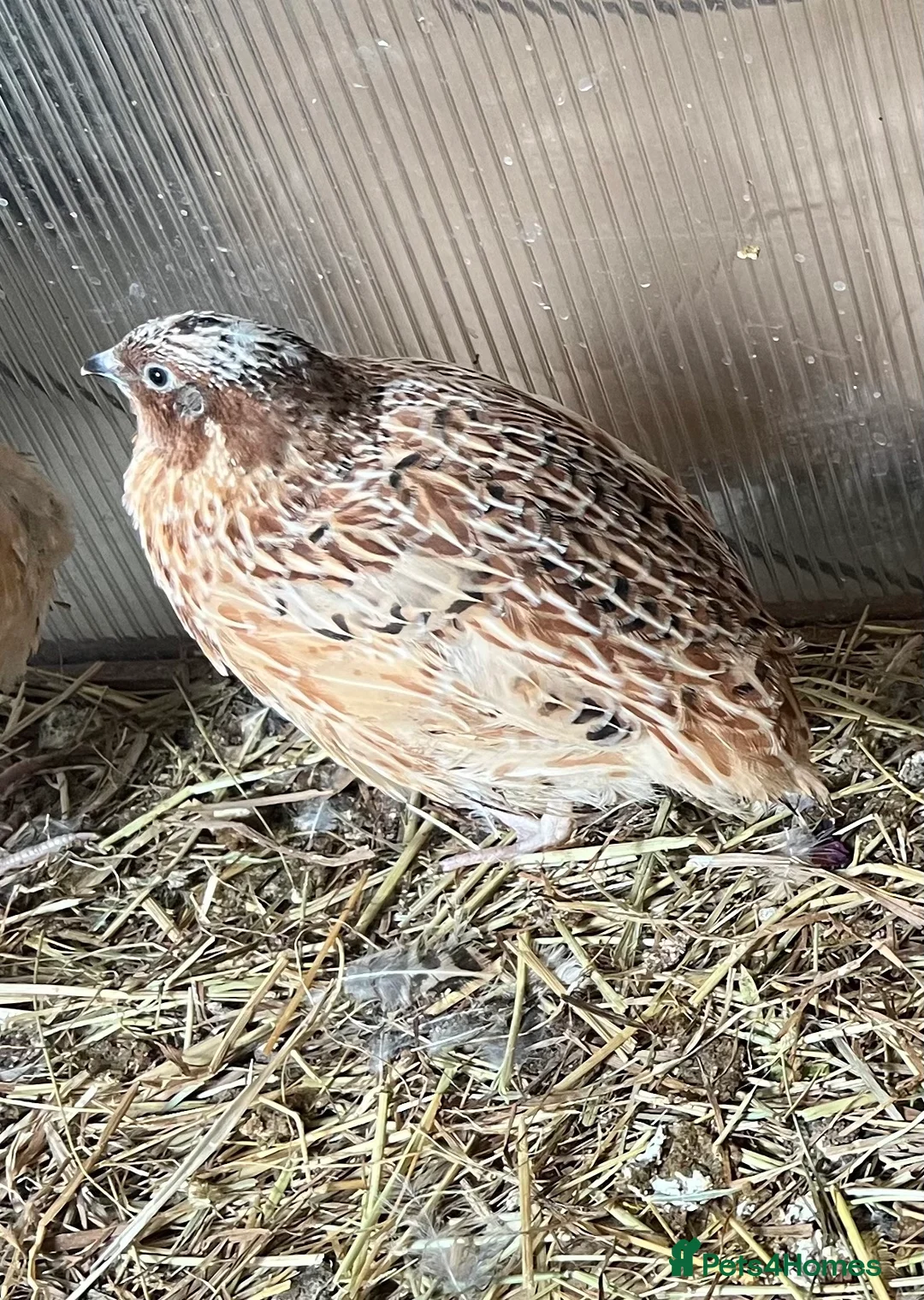 Mixed Breed birds for sale: Quails in Didcot - Advert 1