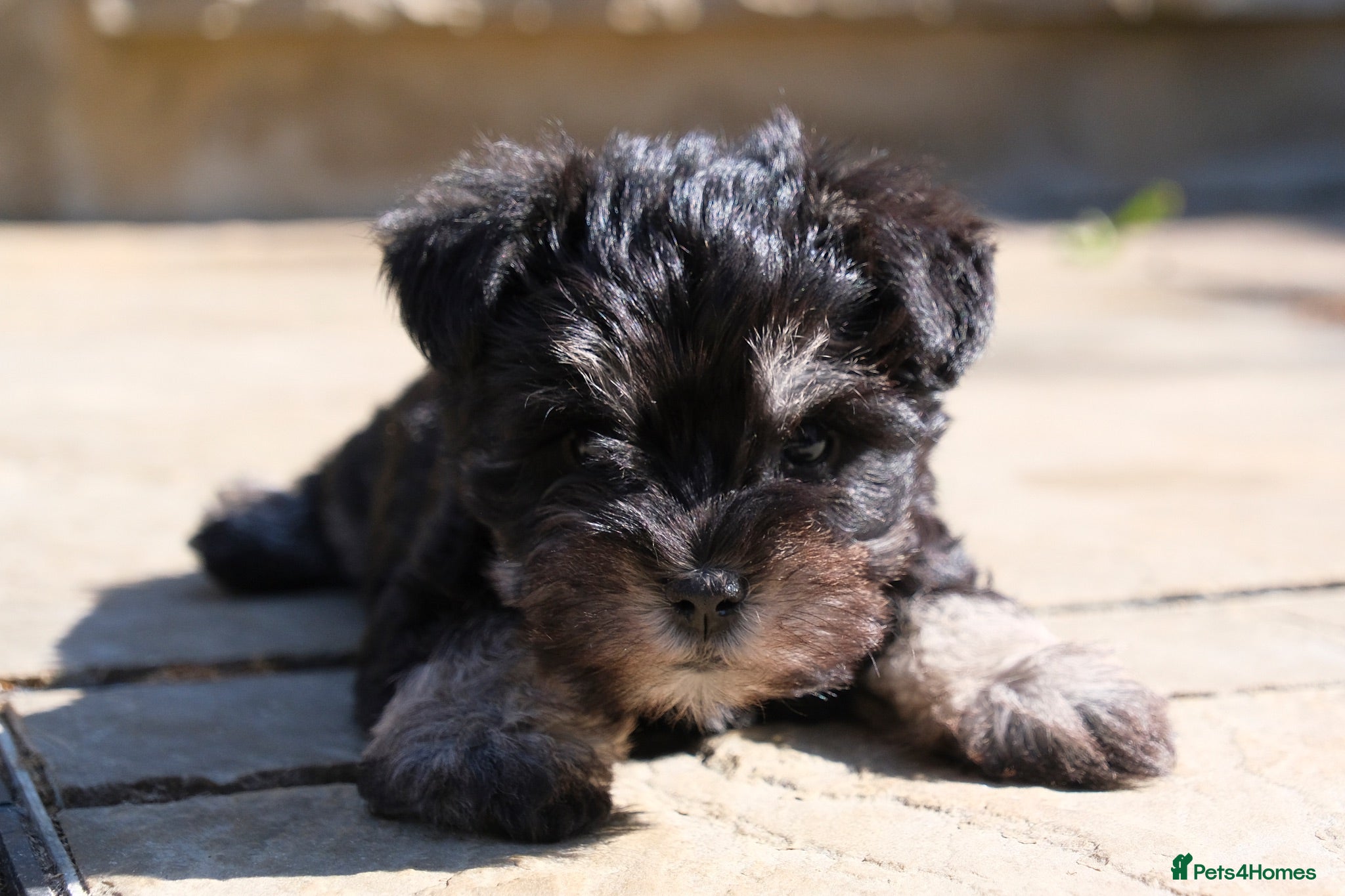 Miniature Schnauzer dogs Stunning KC Reg Mini Schnauzers  - Advert 5