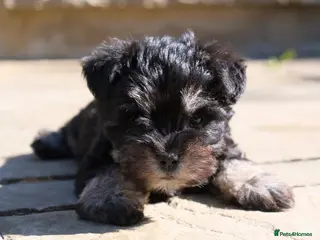 Miniature Schnauzer dogs Stunning KC Reg Mini Schnauzers - Advert 5