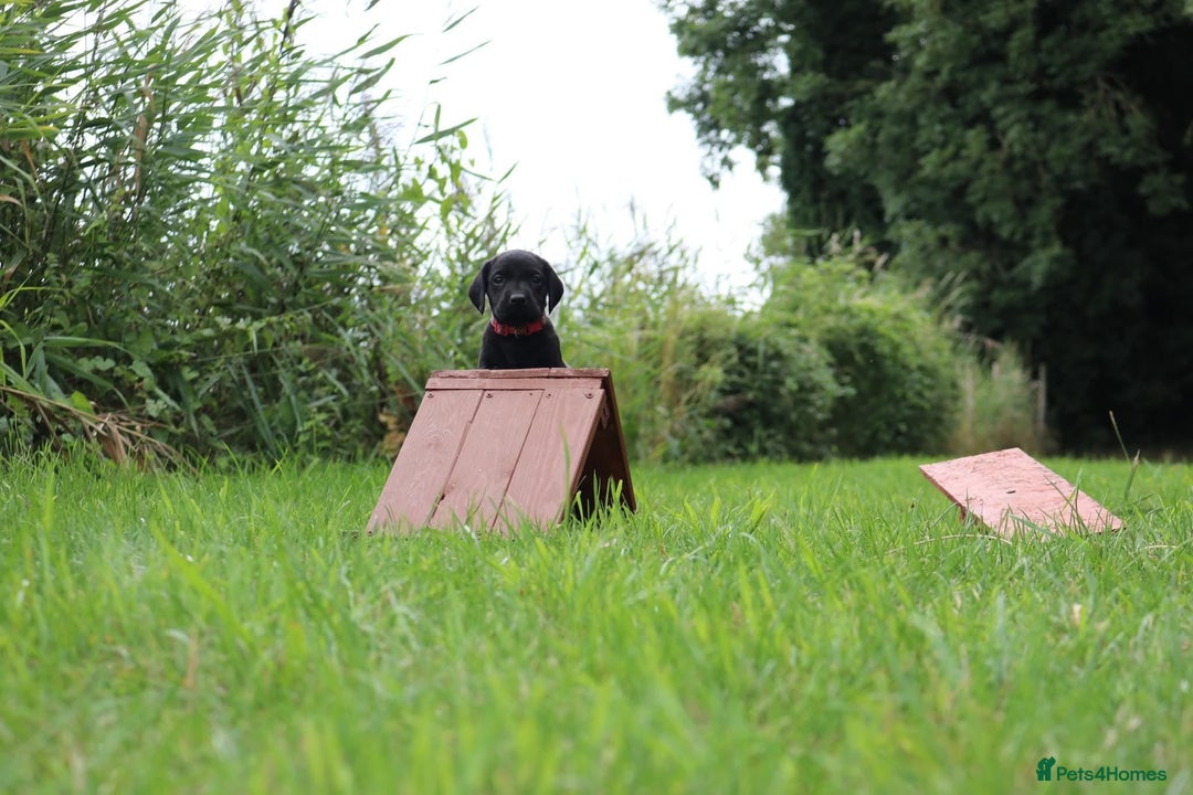 Springador dogs for sale: 8 beautiful springador puppies for sale  - Image 5