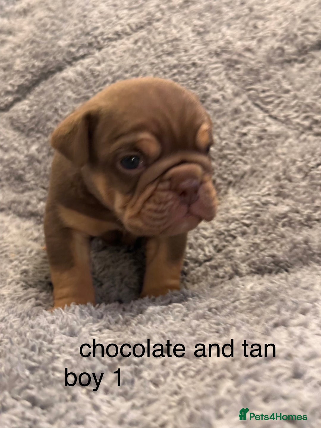 English Bulldog dogs for sale: QUALITY 5* ENGLISH BULLDOG PUPPIES - Advert 12