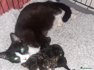 Mixed Breed cats Lovely friendly rescue kittens for adoption - Advert 4