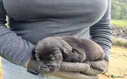 Cockerdor dogs for sale: Gorgeous cockador Puppies - Image 4