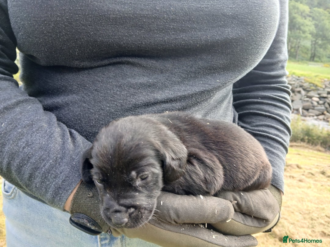 Cockerdor dogs for sale: Gorgeous cockador Puppies - Image 4