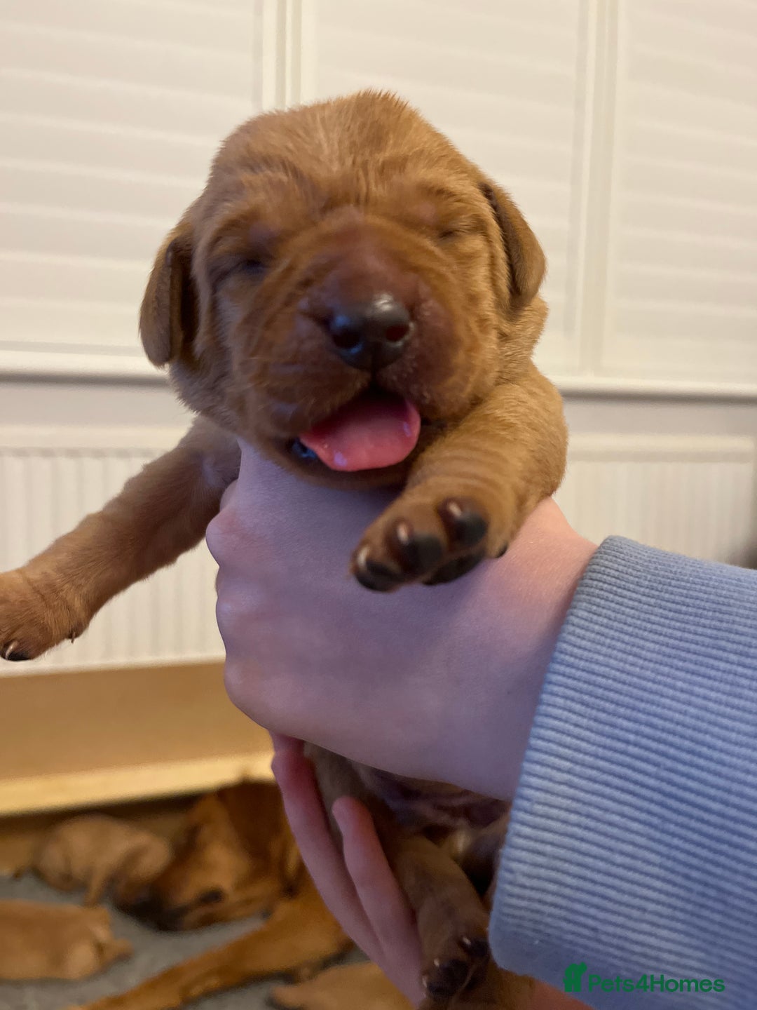 Labrador Retriever dogs for sale: KC REGISTERED, HEALTH TESTED FOX RED LABRADORS - Advert 11