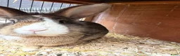 Mixed Breed rabbits for sale: Mixed rabbits for sale  - Advert 2