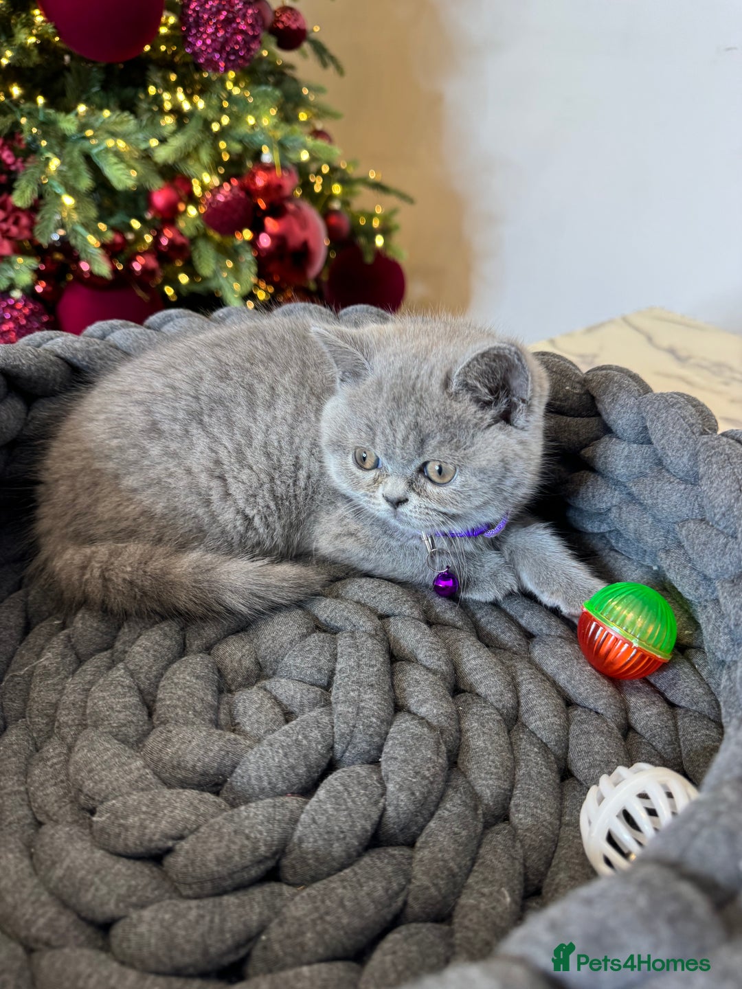 British Shorthair cats for sale: British Shorthair girl - Advert 5