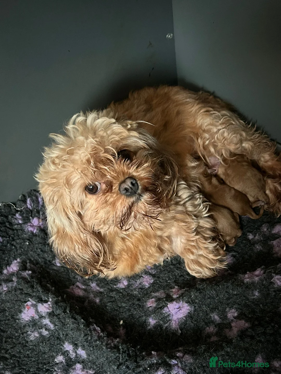 Maltipoo dogs for sale: Tiny f1b maltipoos  - Advert 9