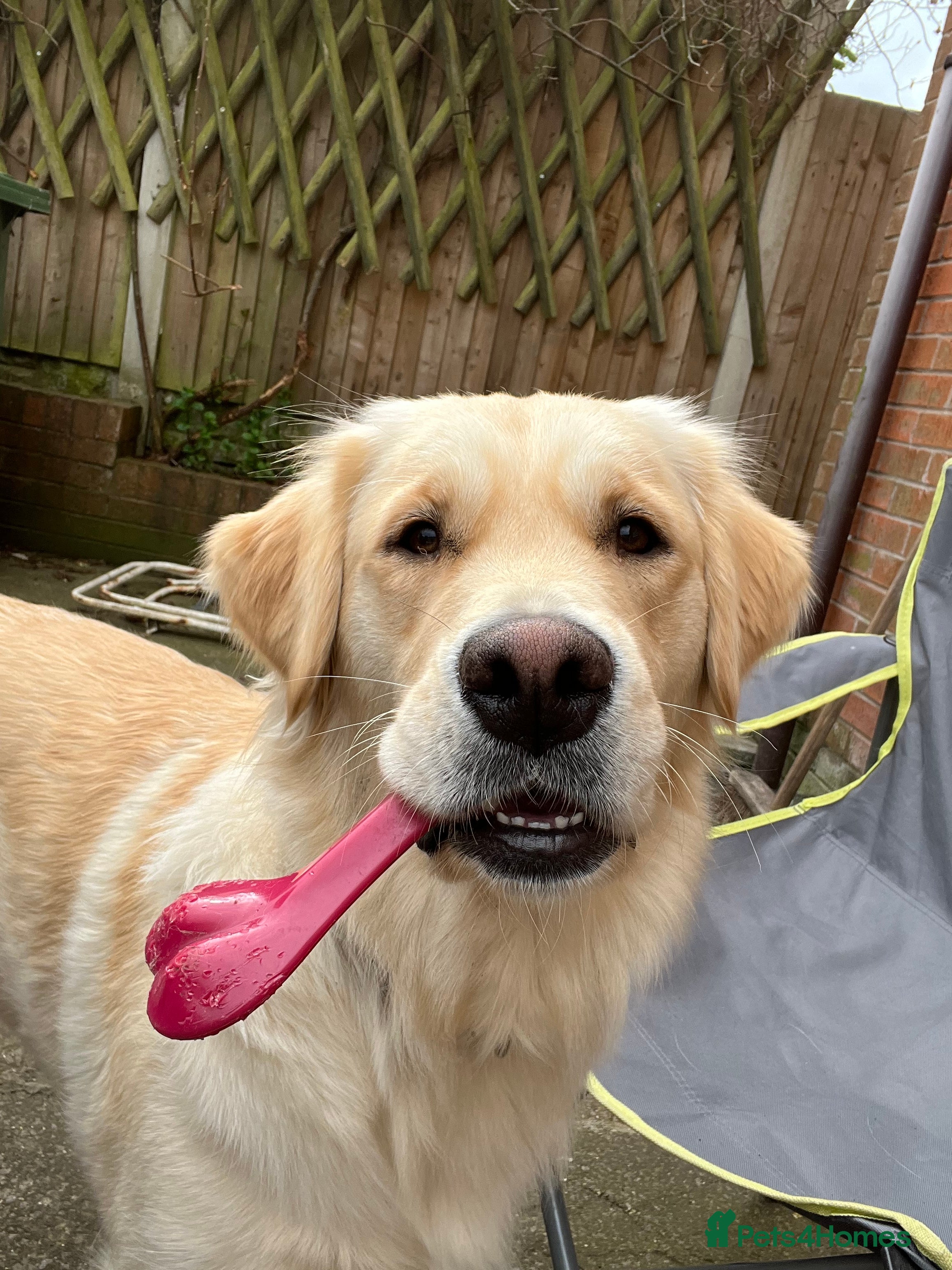 Golden Retriever dogs Golden Retriever Puppies for Sale - Advert 1